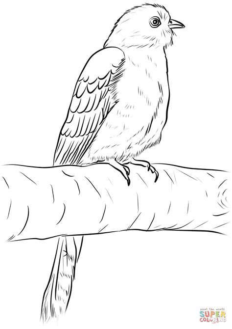Koyal Bird Drawing
