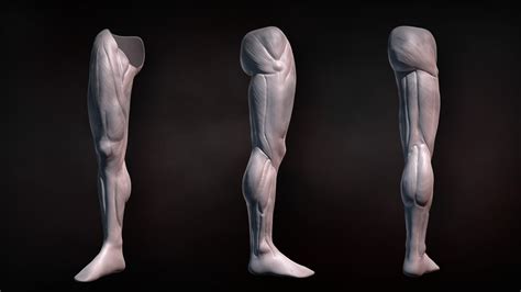 Sculpting Human Legs In Zbrush Pluralsight