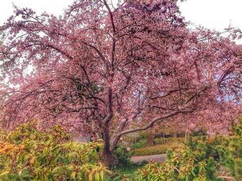 Free Images Tree Branch Flower Produce Cherry Blossom Shrub