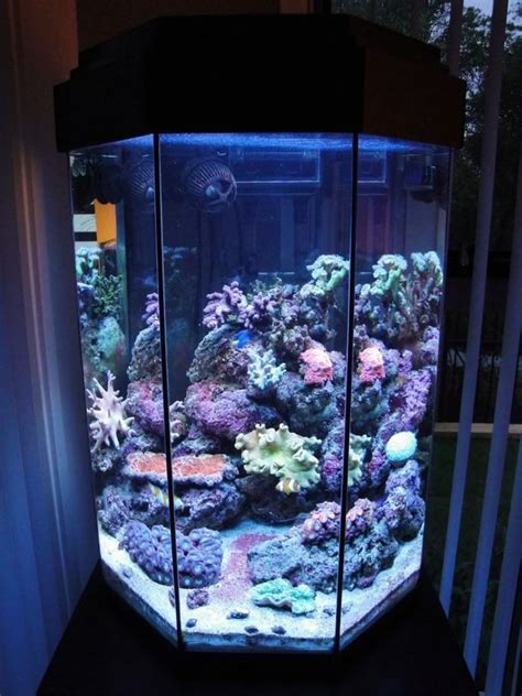 Photo 1 My 110l Octagonal Reef Tank Front