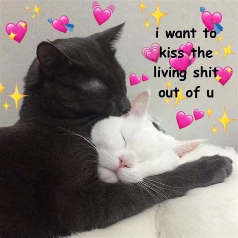 Cats Pets Cute Cute Love Memes Cute Cat Memes Flirty Memes