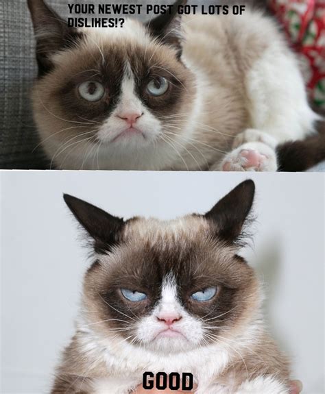 Fan Made Grumpy Cat Meme