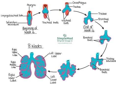 2 Development Of The Respiratory System Simplemed Learning Medicine Simplified