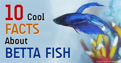 Can a betta fish live with other fish. 92 best Fishy Facts images on Pinterest | Facts, Truths ...