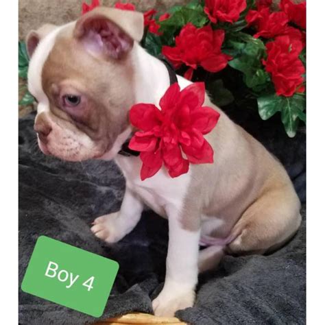 Both parents and grandparents have been tested… 5 (five) beautiful AKC Boston Terrier puppies in Athens ...
