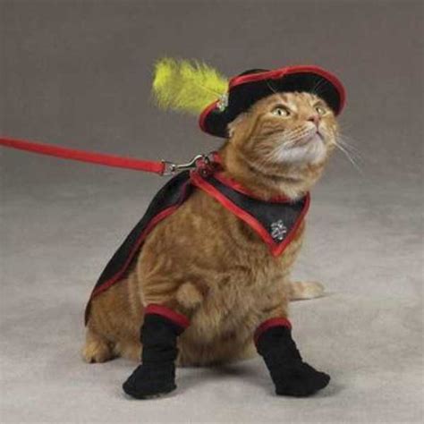 Adorable Cats In Funny Costumes Klyker Com
