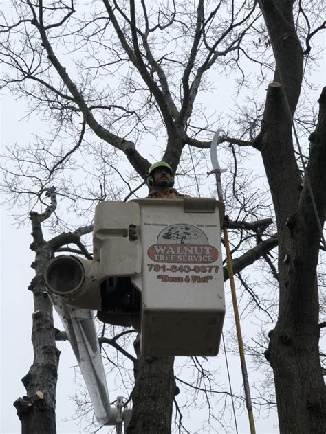News About Our Company In Stoughton Ma Walnut Tree Service