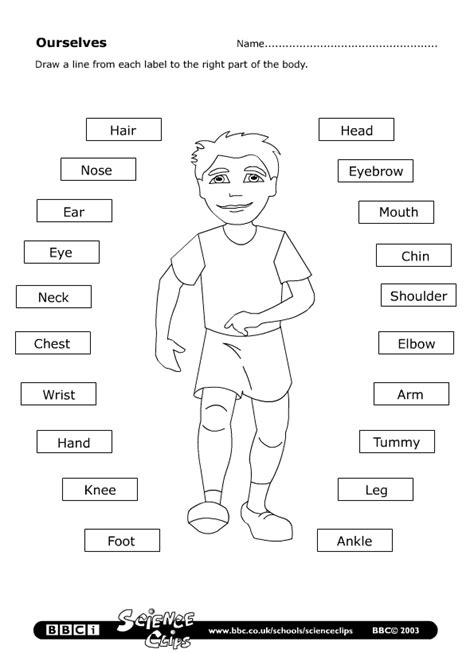 Esl Body Parts Worksheet Kindergarten
