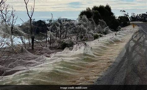 Watch Giant Spiderwebs Blanket Australia After Flooding
