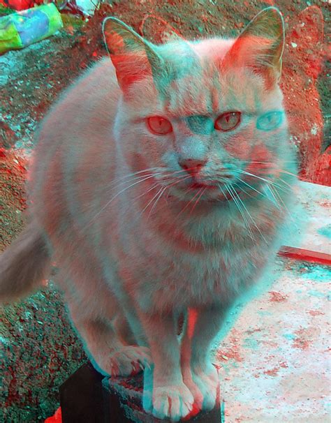 Cat 3d Anaglyph Red Blue Glasses To View 3d Photography Red And Blue Trippy Aesthetic
