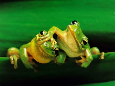 Cottagecore Frog Aesthetic Wallpaper Laptop / Cottagecore Aesthetic