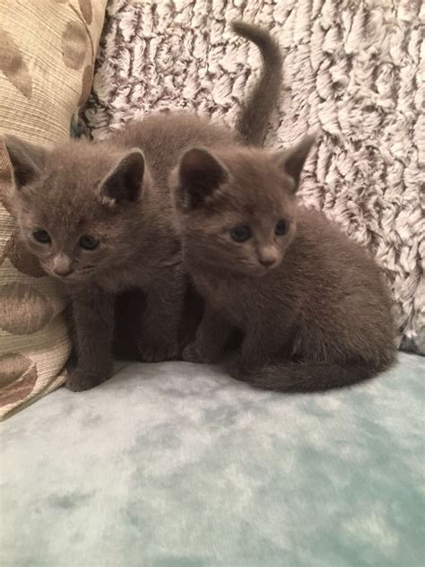35 russian blue munchkin cat for sale furry kittens
