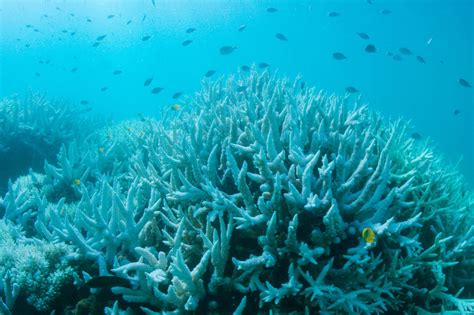 large sections of australia s great reef are now dead scientists find the new york times