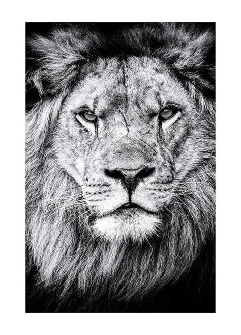A Black And White Photo Of A Lion S Face With An Intense Look On Its Face