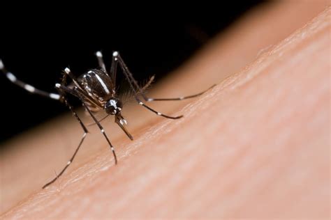 Asian Tiger Mosquitoes That Can Carry Zika Virus Found In Mission Viejo Orange County Register