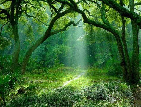 Green The Harmony Of Nature ~ The Secret Path Amazing