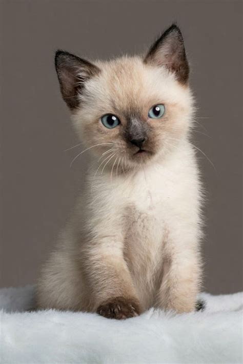 Amazing Baby Siamese Cats Siamese Cats Cats Cats And Kittens