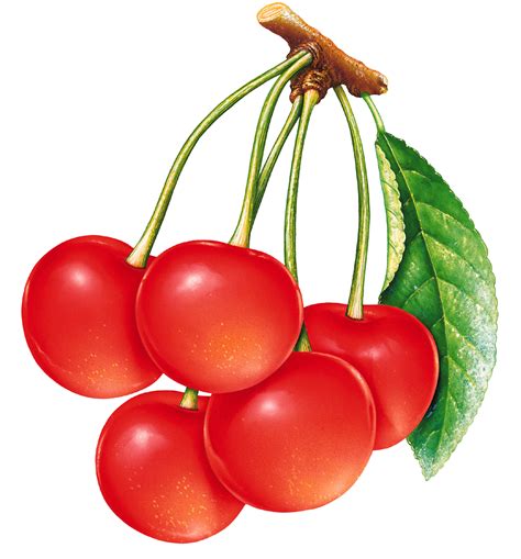 Cherries Png Image Transparent Image Download Size 1064x1144px