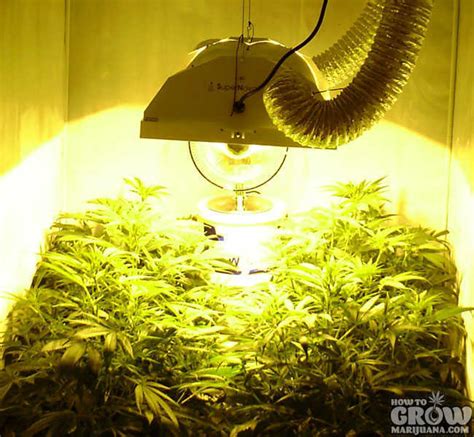 Best hps mh grow lights. HPS Grow Lights