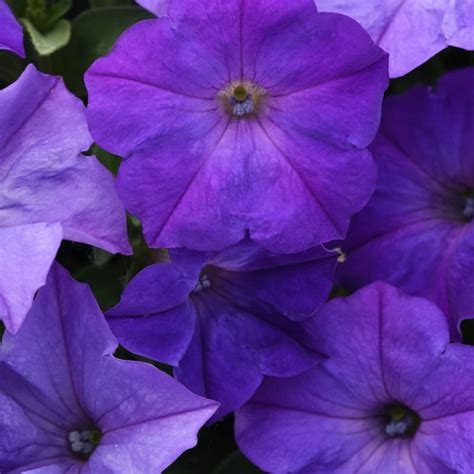 Easy Wave Spreading Petunia Lavender Sky Blue Flower Seeds 30 Seeds