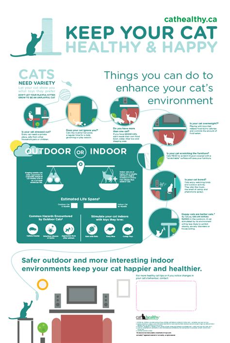 Cat Care Tips Pet Care Cat Mom Dog Cat Cat Infographic Getting A