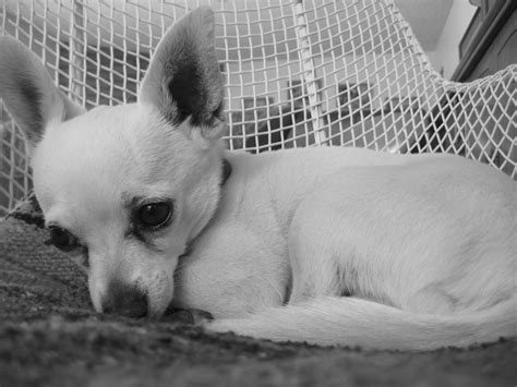 Chihuahua Chi Dog Pictures Of Chihuahuas Cute Chihuahua Puppy Love
