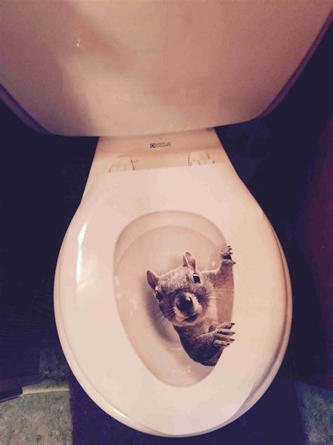 Squirrel Toilet Seat Cover Random Funny Things