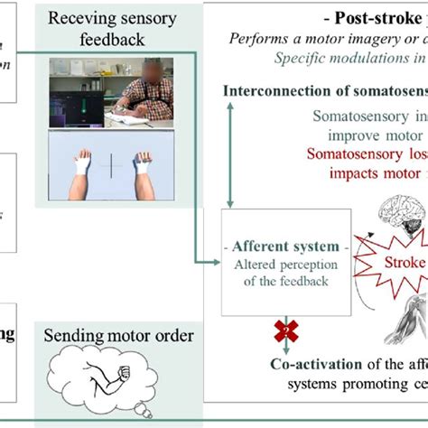 Stroke Rehabilitation In A Biopsychosocial Context Dbd