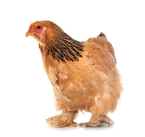 Premium Photo Brown Brahma Hen And Her Chick On A White Isolated