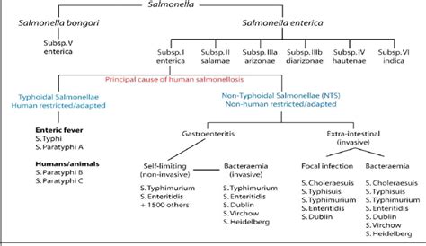 Classification And Diseases Of Salmonella Species Perkins 2009