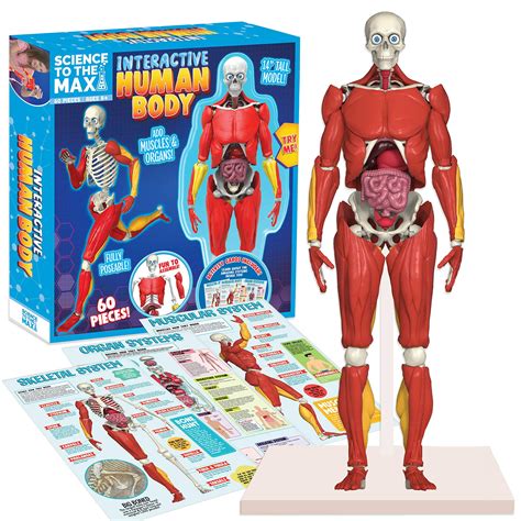 Buy Be Amazing Toys Interactive Human Body 60 Piece Fully Poseable