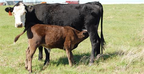 Biosecurity Can Keep Beef Cattle Operations Disease Free Oklahoma State University