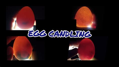 Egg Candling 101 How To Differentiate Between Fertile And Infertile