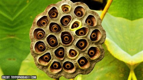Plant Trypophobia Holes In Plants Youtube