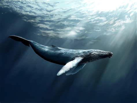 Sperm Whale Scuba Diving No People Swimming Animal Animal Pacific