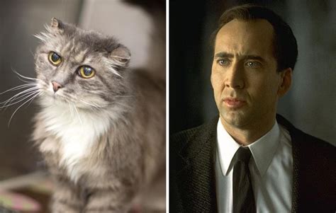 10 Incredible Cats That Look Like Famous People Page 4 Of 5