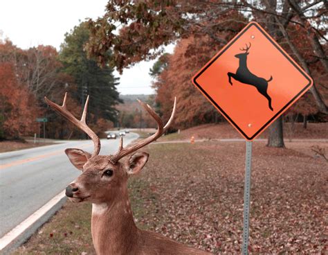 Ohio Deer Related Crashes Down In 2013