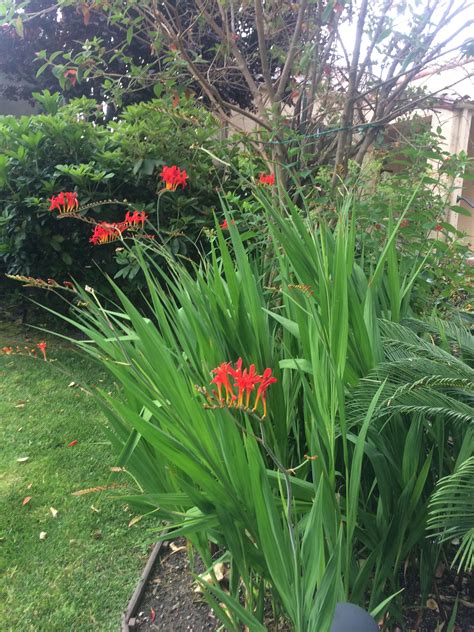 Some Red Flowers Are Growing In A Pot On The Grass Near A Tree And Bushes