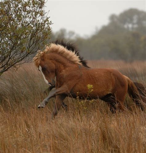 Carova wild horses, Outer Banks, USA in 2020 | Wild horses, Horses, Pretty horses