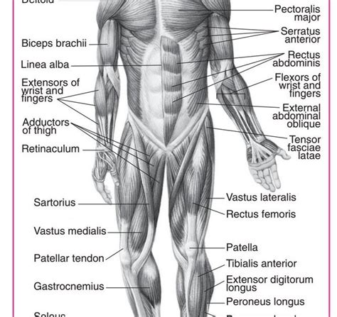 Muscles Anterior Full Body Diagram Human Body Diagram Images Search