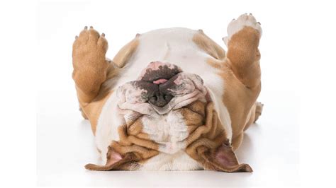5 Signs Your Dog Might Be Stressed Alpha Paw
