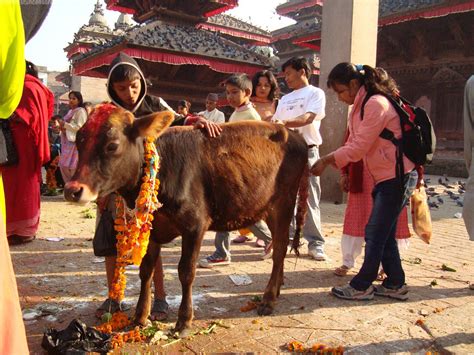 Tihar Festival Or Deepawali In Nepal Festival Times Blogs By Nepal