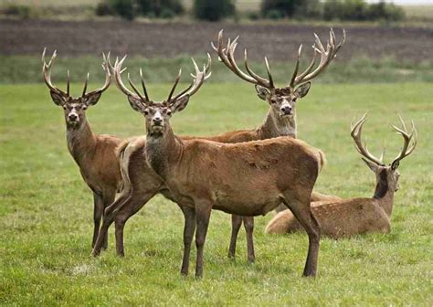 How Long Do Deer Live For In The Wild Bushcraft Hub