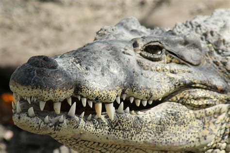 Free Stock Photo Of Alligator Animal Close Up