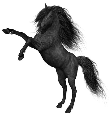 Caballo Png Png And Download Transparent Caballo Png Png Images For