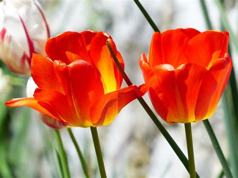 Fotos Gratis Flor Pétalo Tulipán Primavera Rojo Color Vistoso