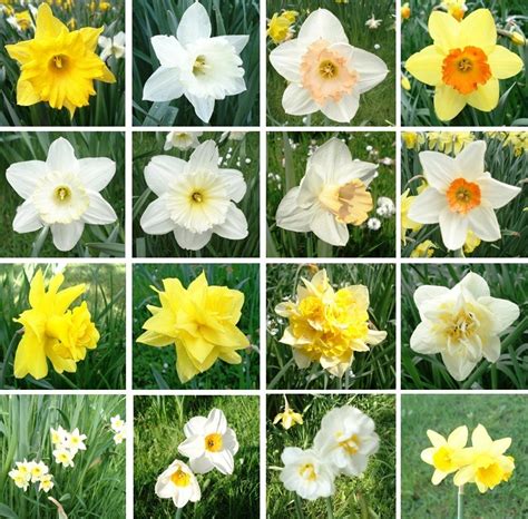 List Of Narcissus Horticultural Divisions Wikipedia