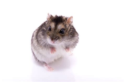 Djungarian Hamster Isolated On A White Background Stock
