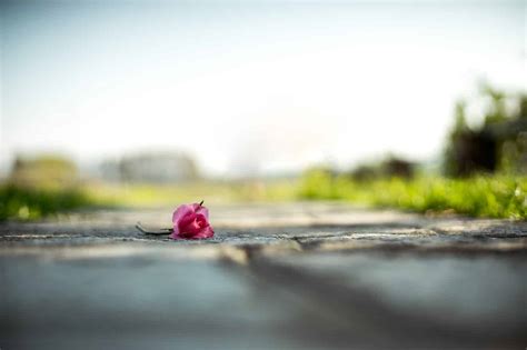 Pink Rose On The Ground Splitshire