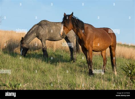 Wild Horse Equs Ferus Mustang Grazing Feral Theodore Roosevelt